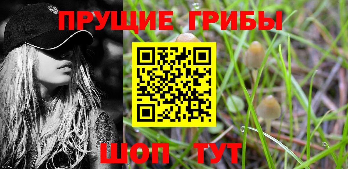 Псилоцибиновые грибы Cubensis Горно-Алтайск