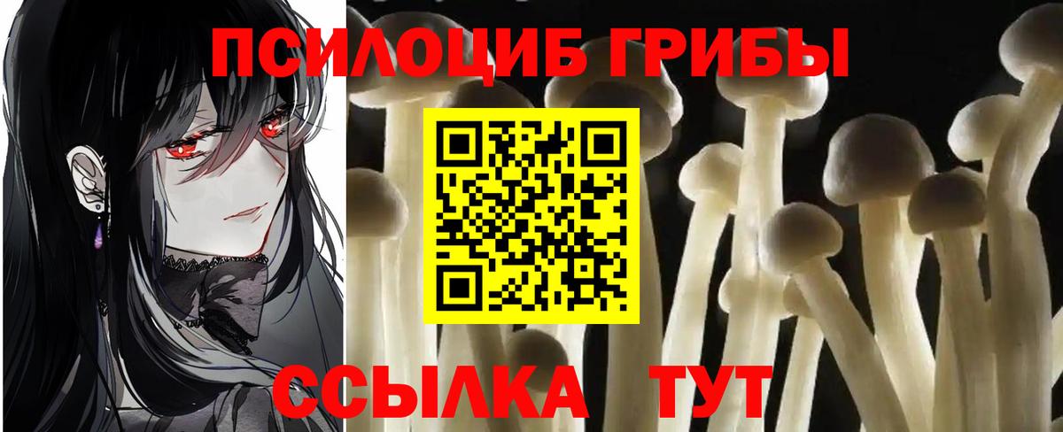 Галлюциногенные грибы Psilocybine cubensis  Вход с VPN  Горно-Алтайск 